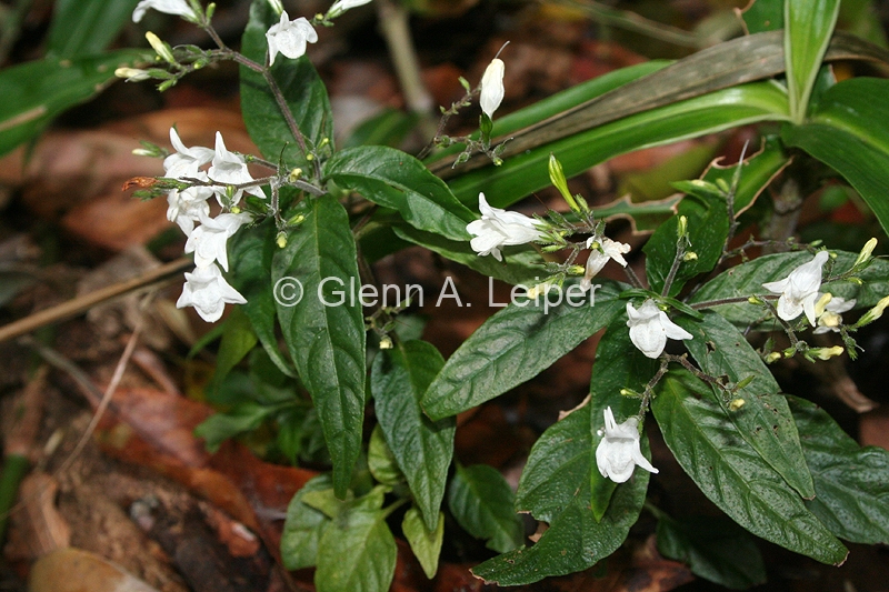 Isoglossa eranthemoides