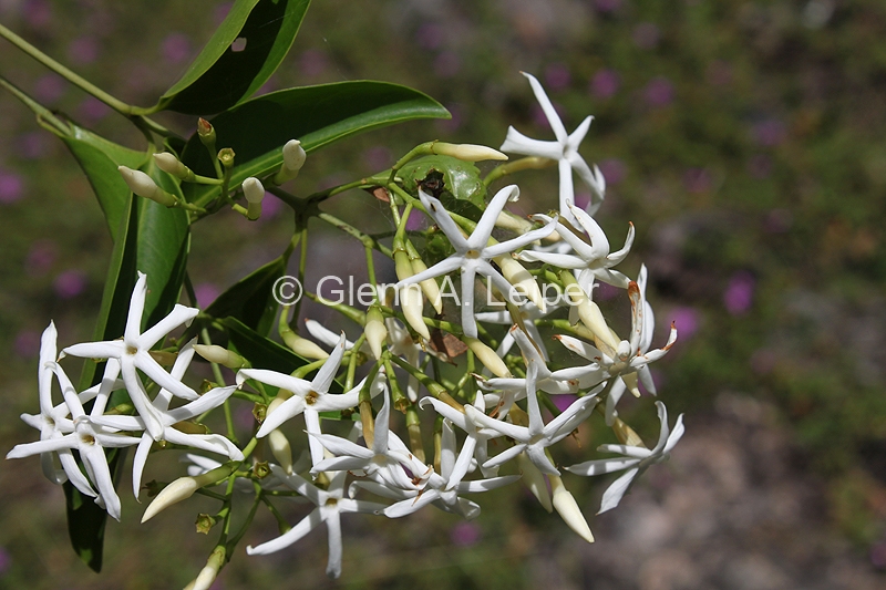 Jasminum simplicifolium