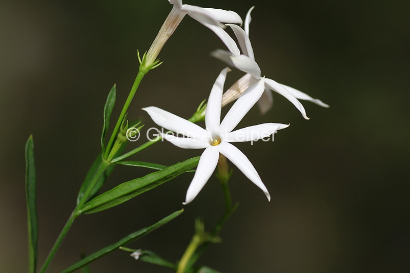 Jasminum suavissimum