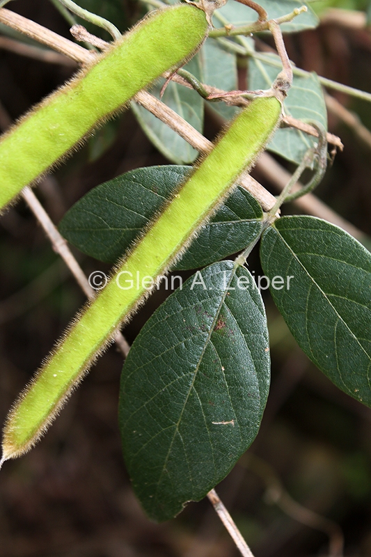 Kennedia rubicunda - Fruit