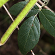 Kennedia rubicunda - Fruit