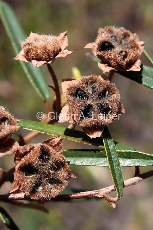 Seringia hillii - Fruit
