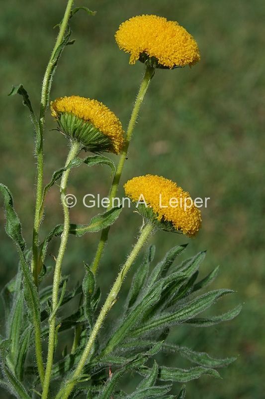 Leiocarpa brevicompta