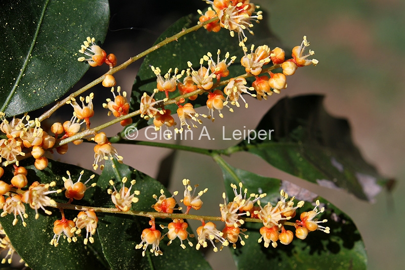 Lepiderema pulchella