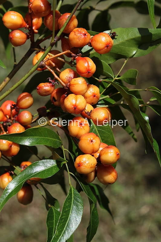 Lepiderema pulchella Fruit