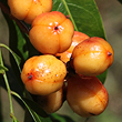 Lepiderema pulchella - Fruit