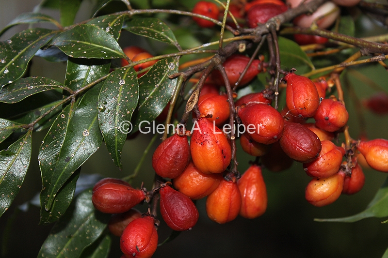 Lepiderema pulchella Fruit