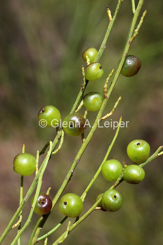 Leptomeria acida - Fruit