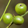 Leptomeria acida, Fruit