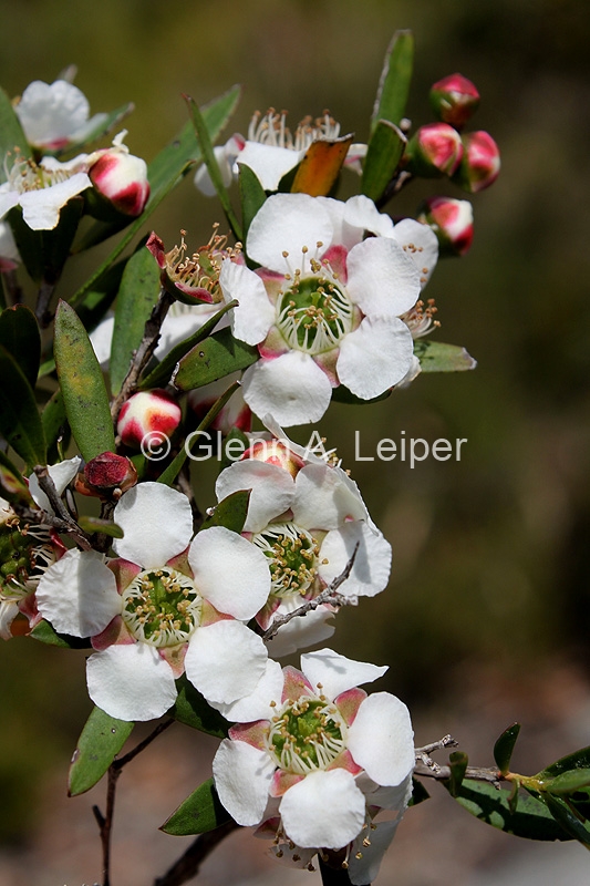 Leptospermum barneyense