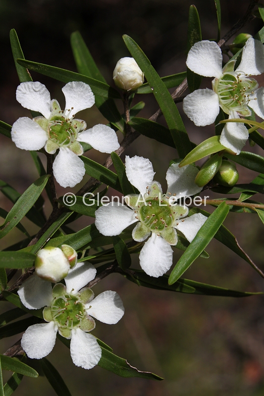Leptospermum petersonii