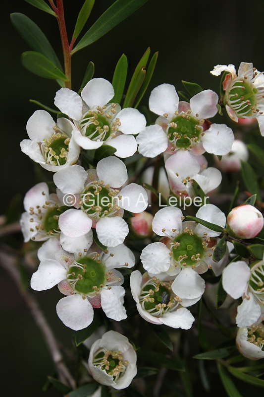 Leptospermum variabile