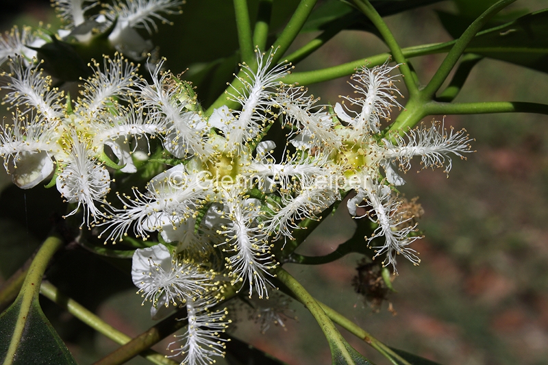 Lophostemon confertus