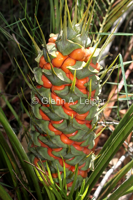 Macrozamia longispina - Fruit