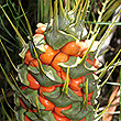Macrozamia longispina, Fruit