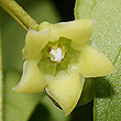 Marsdenia coronata