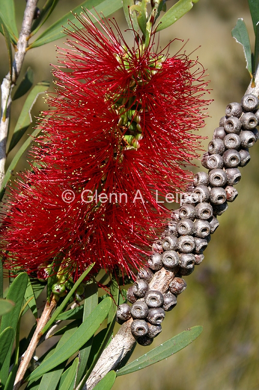 Melaleuca pachyphyllus