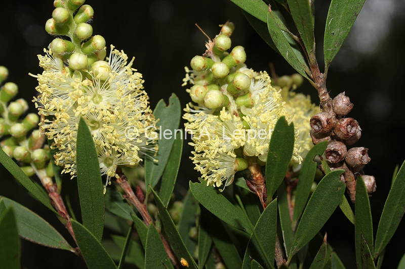 Melaleuca pallida