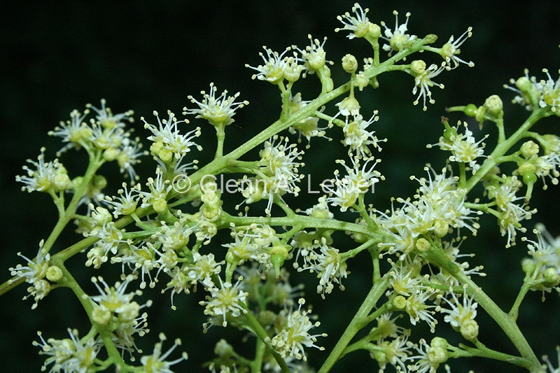 Mischarytera lautereriana