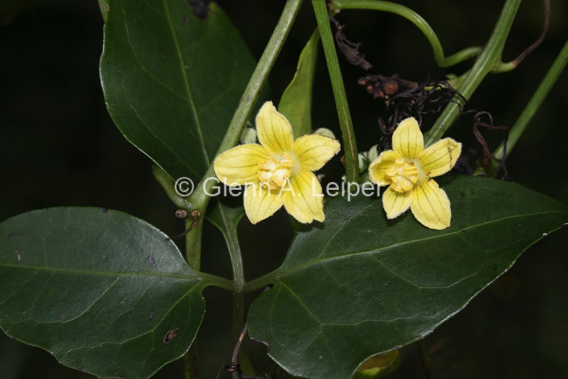 Nothoalsomitra suberosa