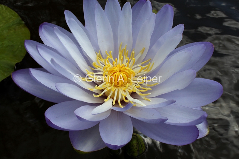 Nymphaea gigantea