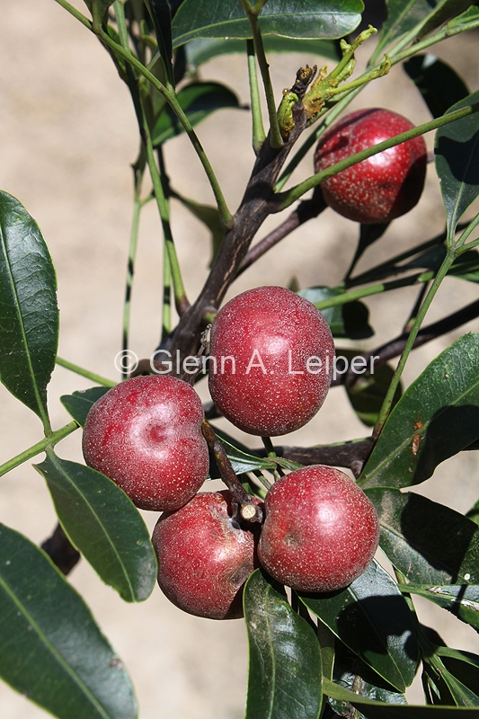 Owenia venosa - Fruit