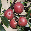 Owenia venosa - Fruit