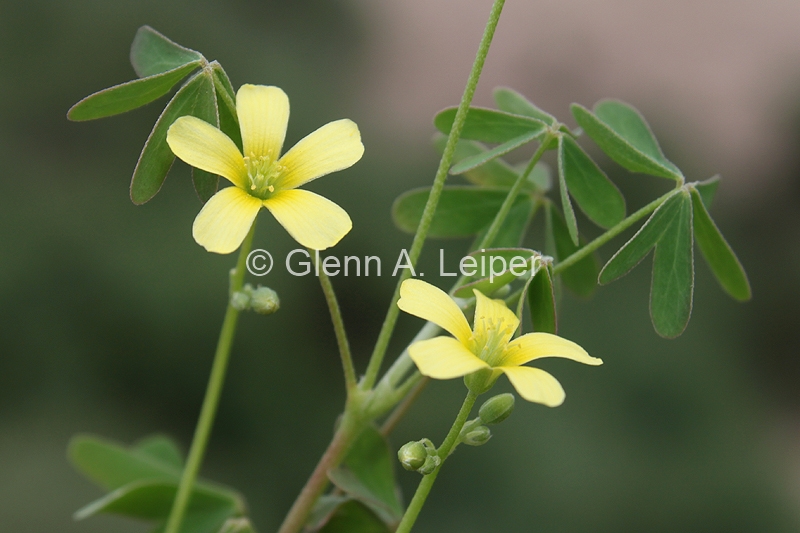 Oxalis perennans