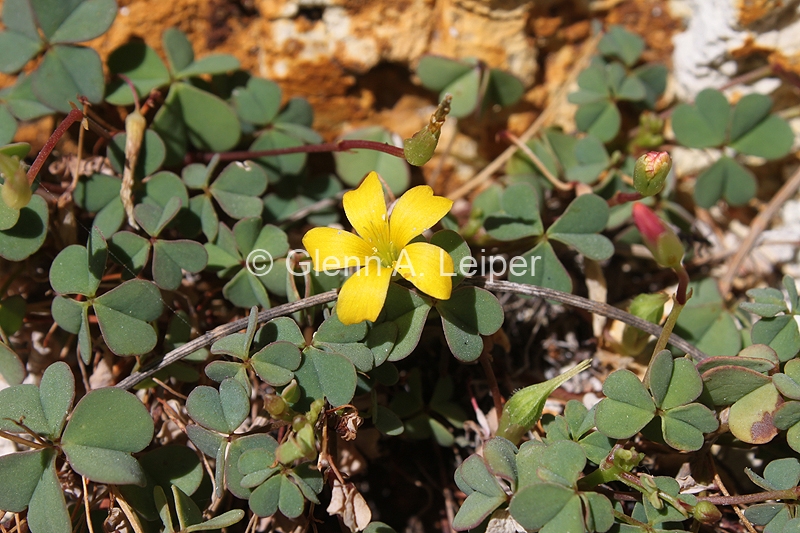Oxalis rubens