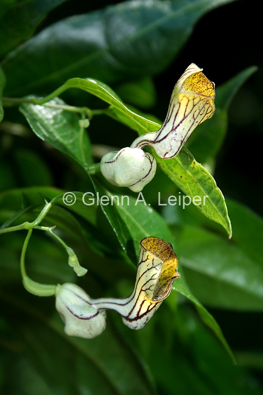 Pararistolochia laheyana