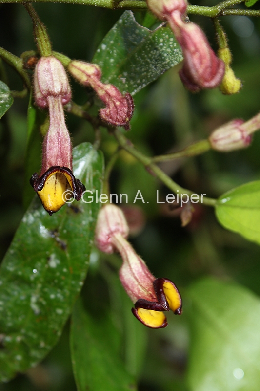 Pararistolochia praevenosa