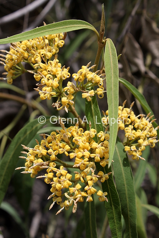 Parsonsia eucalyptophylla