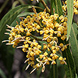 Parsonsia eucalyptophylla