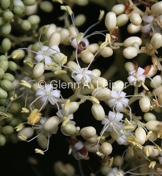 Pennantia cunninghamii