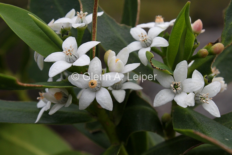 Philotheca obovatifolia