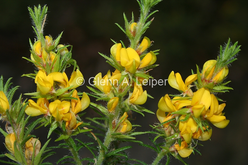 Phyllota phylicoides