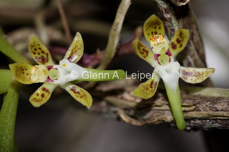 Plectorrhiza brevilabris