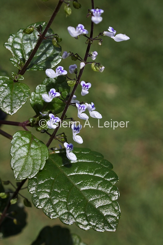 Plectranthus nitidus