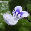 Plectranthus nitidus