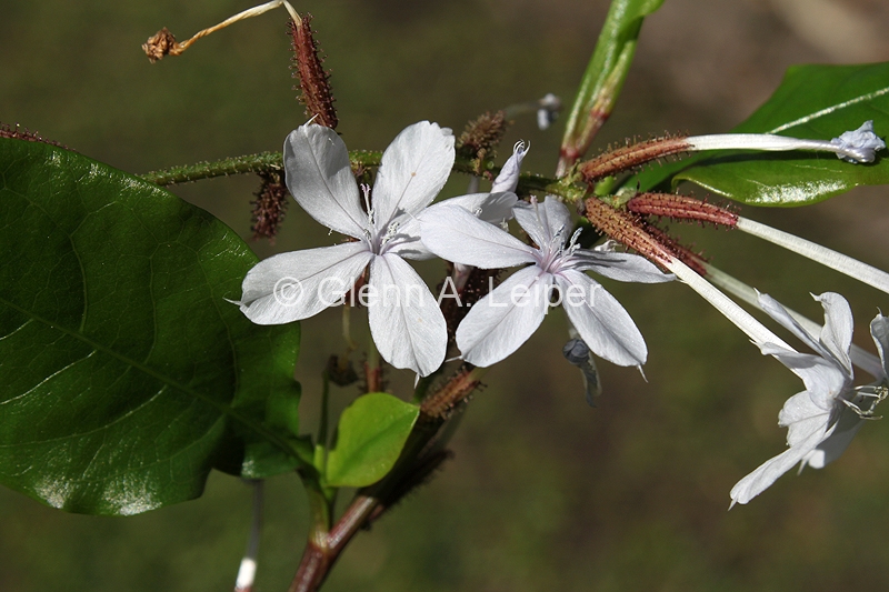 Plumbago zeylanica