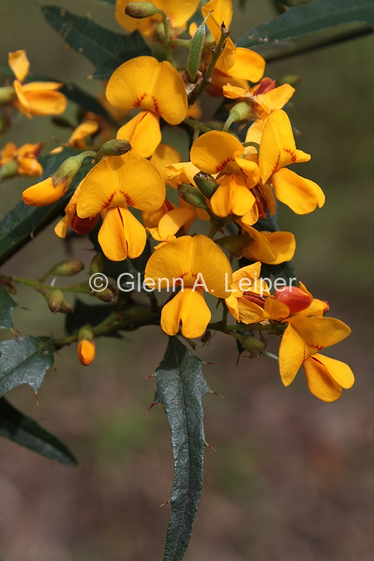 Podolobium ilicifolium