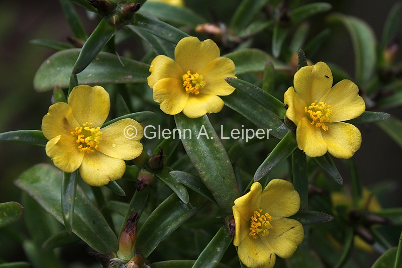 Portulaca filifolia