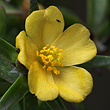 Portulaca filifolia