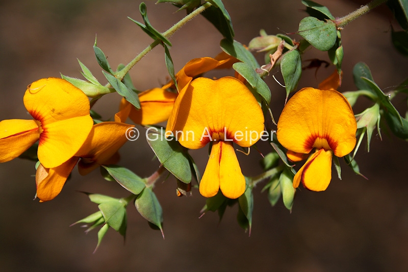 Pultenaea cunninghamii