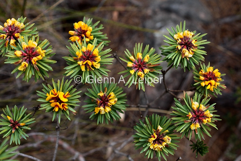 Pultenaea whiteana