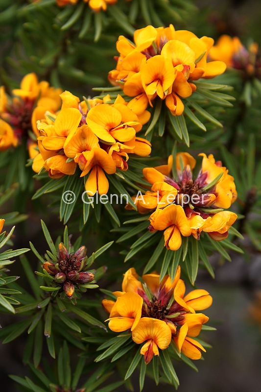 Pultenaea whiteana