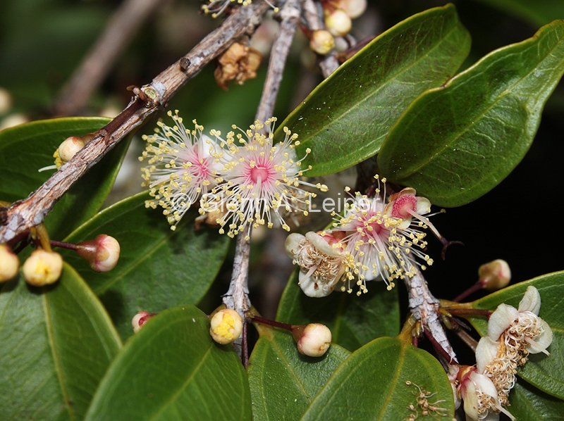 Rhodamnia maideniana