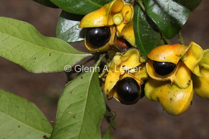 Rhysotoechia bifoliata