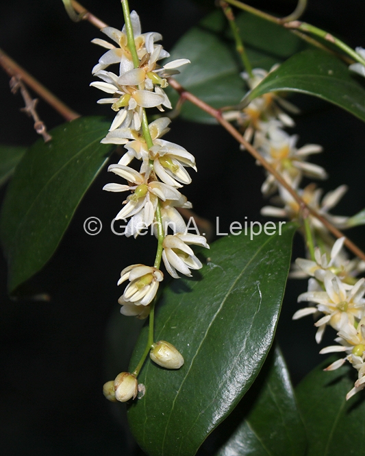 Ripogonum brevifolia