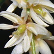Ripogonum brevifolia